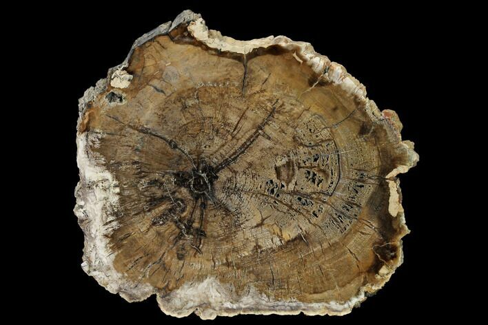 Petrified Wood (Cherry) Slab - McDermitt, Oregon #166056